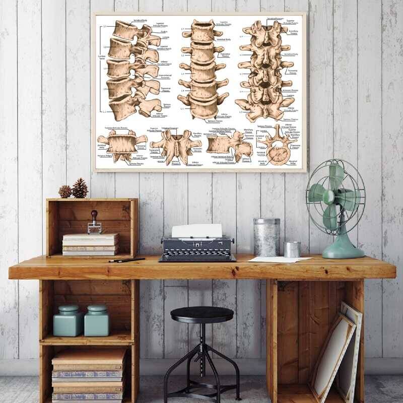 Lumbar Spine Structure Chart Medicine Kətan Tablo - 1