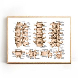 Lumbar Spine Structure Chart Medicine Kətan Tablo - 3