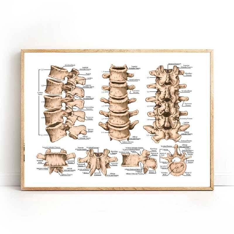 Lumbar Spine Structure Chart Medicine Kətan Tablo - 3