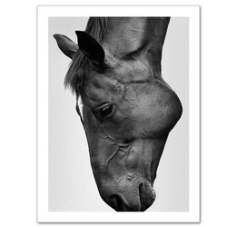 Modern Horse Poster Canvas Paintings Black And White Kətan Tablo - 3